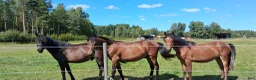 Allround hästar till salu: Tre D-Ponnyer hingstar - Annons 1