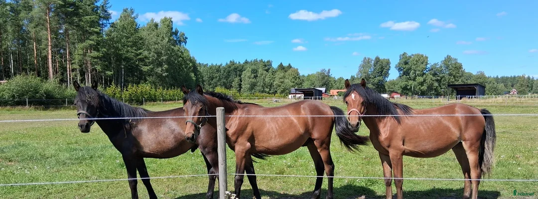Allround hästar till salu: Tre D-Ponnyer hingstar - Annons 1