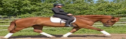 Allround hästar till salu: Fantastic Mother & Daughter partner for everybody  - Annons 7
