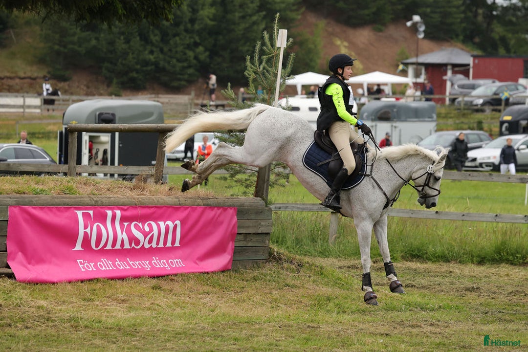 Fälttävlan hästar till salu: Erfaren Fälttävlans- & hopp ponny  i Vallentuna - Annons 3