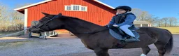 Distans hästar till salu: Snäll och välriden bästa kompis - Annons 6