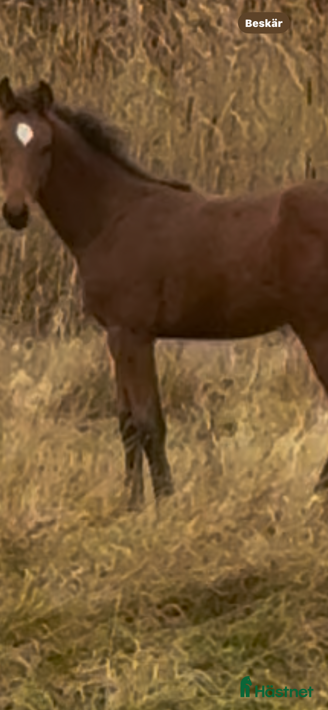 Hoppning hästar till salu: Blivande hoppstjärna  - Annons 2