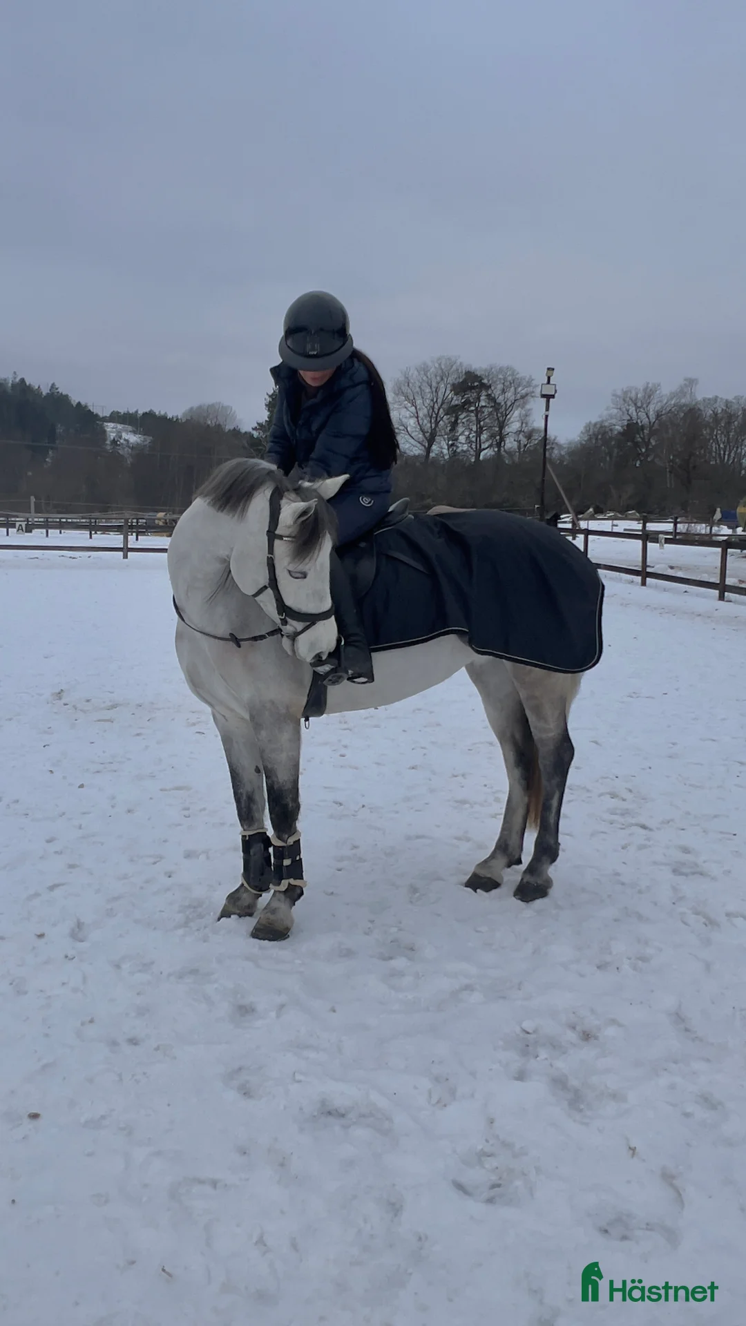 Hoppning hästar till salu: Framtidens rosettplockare! i Solna - Annons 2