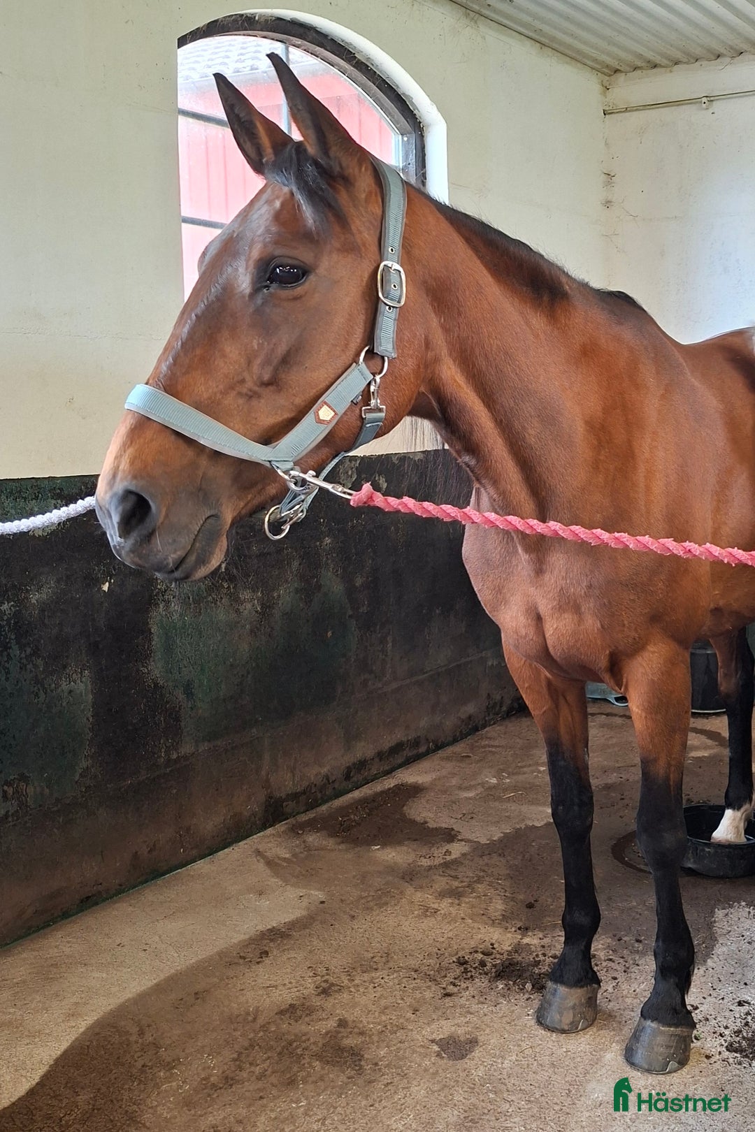 Allround hästar till salu: Fin ridtravare i Axvall - Annons 2