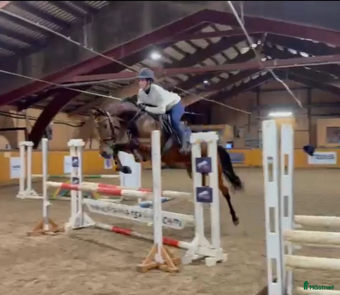 Hoppning hästar till salu: Unghest selges  i Lier - Annons 1