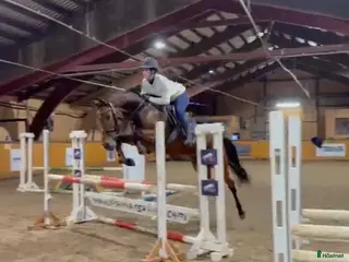 hästar Unghest selges i Lier - Annons 14