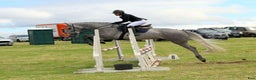 Allround hästar till salu: Riding Club / Jumping Horses  i Vrigstad - Annons 1