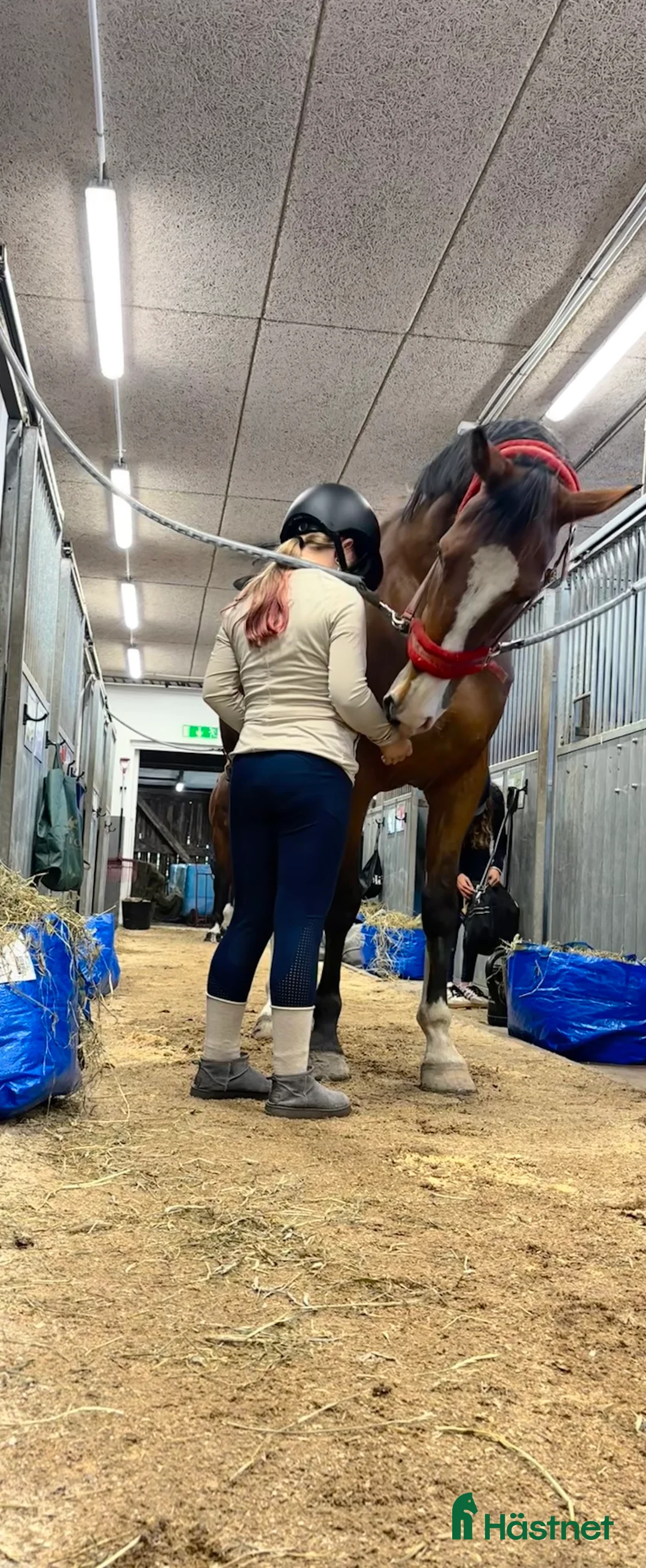 Hoppning hästar sökes: Medryttarponny sökes till 10 åring med ambitioner  - Annons 2