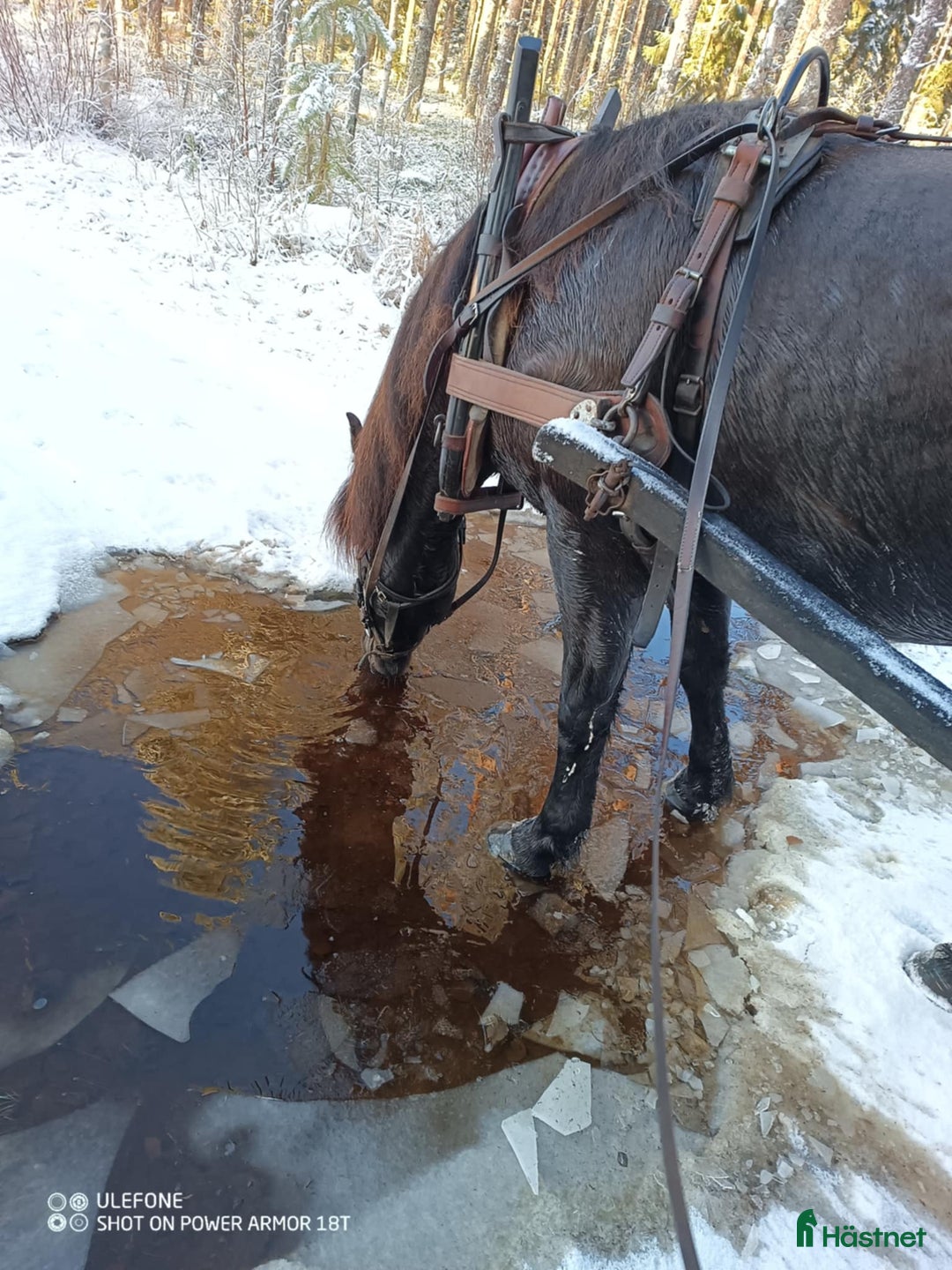 Allround hästar till salu: Kallblodstravare i Haparanda - Annons 4