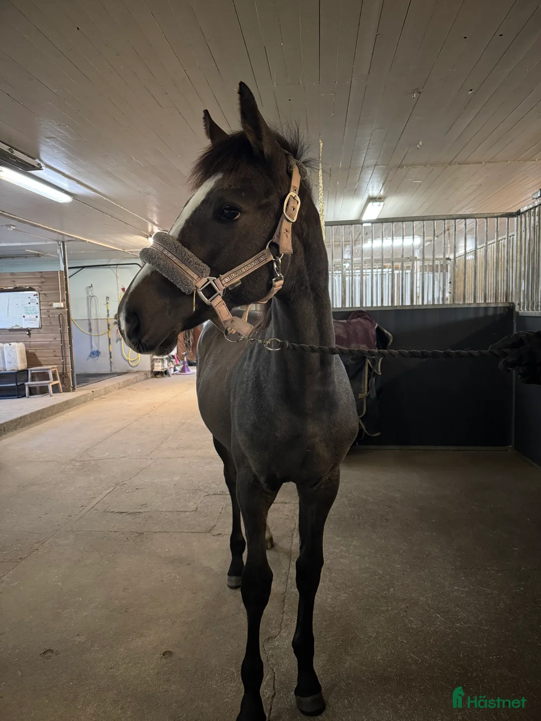 Hoppning hästar till salu: Lovande stoföl e.Plot Pearl Zäta JL - Annons 5