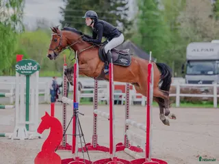 hästar Maxad C-ponny född 2013 för de högsta klasserna. i Stora Höga - Annons 3