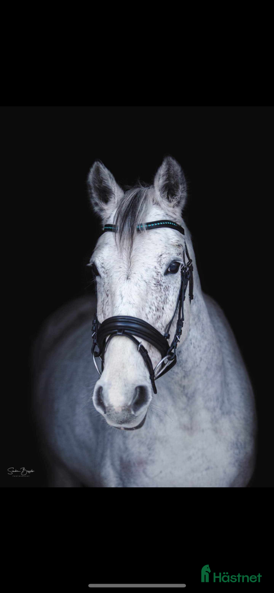  hästar perfekt första storhäst!  - Annons 1