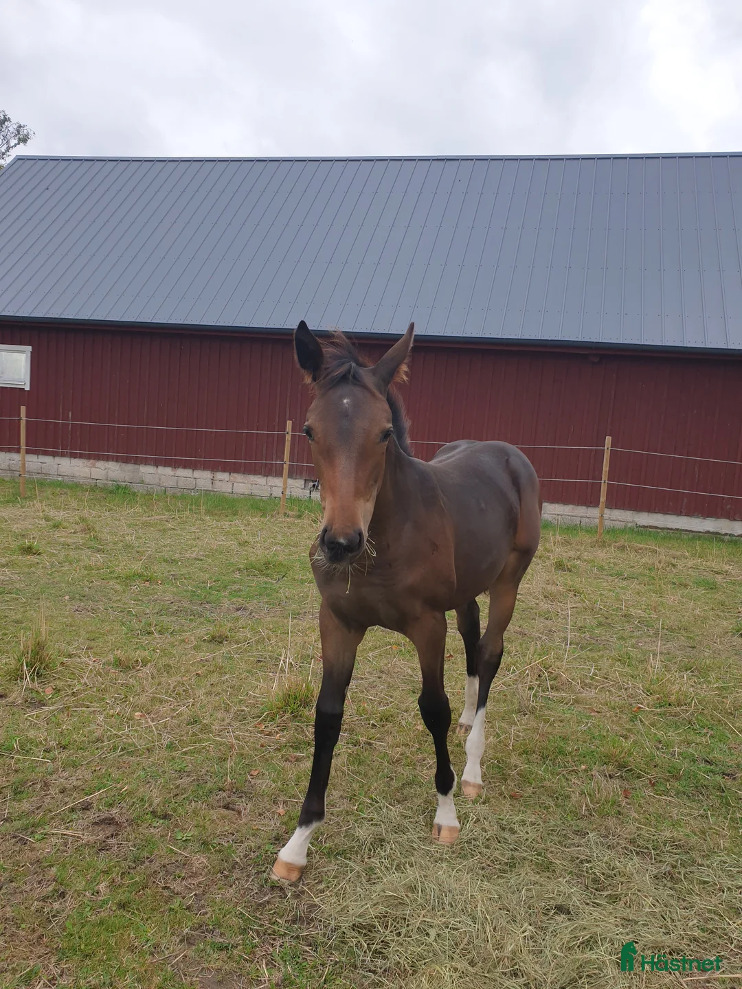 Hoppning hästar till salu: Charmigt sto f.2025  - Annons 2