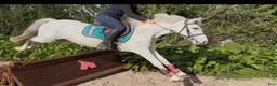 Hoppning hästar till salu: Super 138 pony - Annons 4