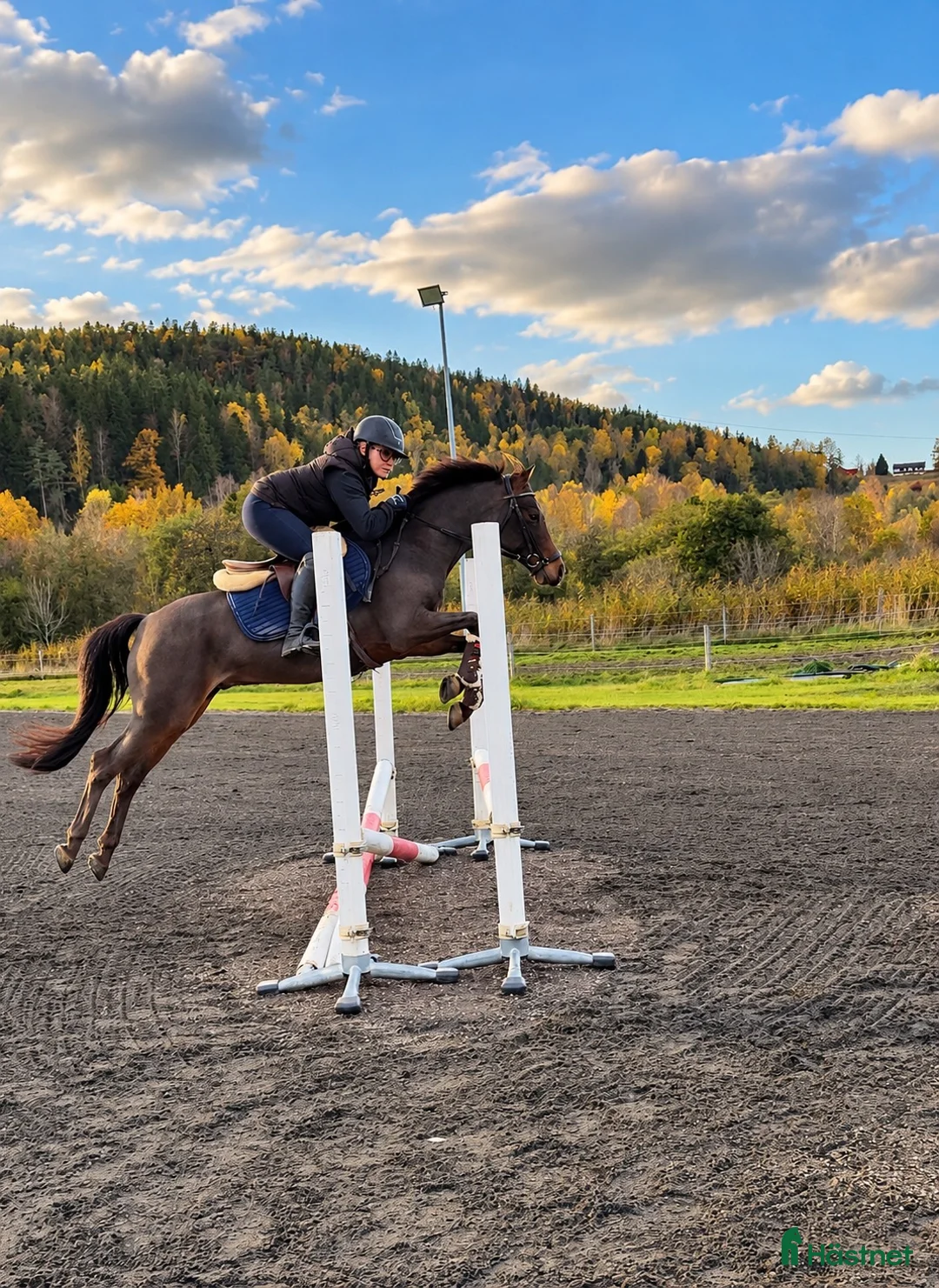 Allround hästar till salu: Läromästare av ädel modell 🌟 - Annons 3