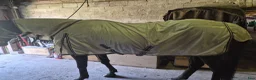 Träns hästutrustning till salu: Träns, bett, täcken och hovslagarverktyg - Annons 3