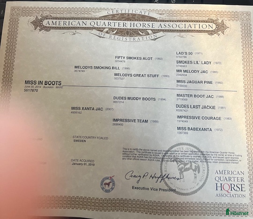 Western hästar till salu: Avelssto i Hjo - Annons 4