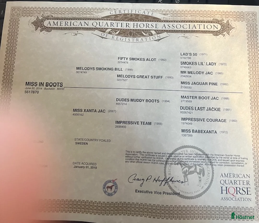 Western hästar till salu: Avelssto - Annons 4