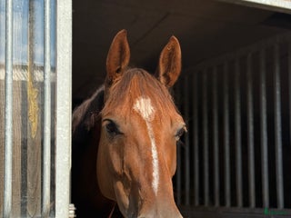 hästar Underbart sto i Rimforsa - Annons 8