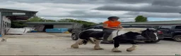 Allround hästar till salu: Bombproof Ride & Drive pony - Annons 5