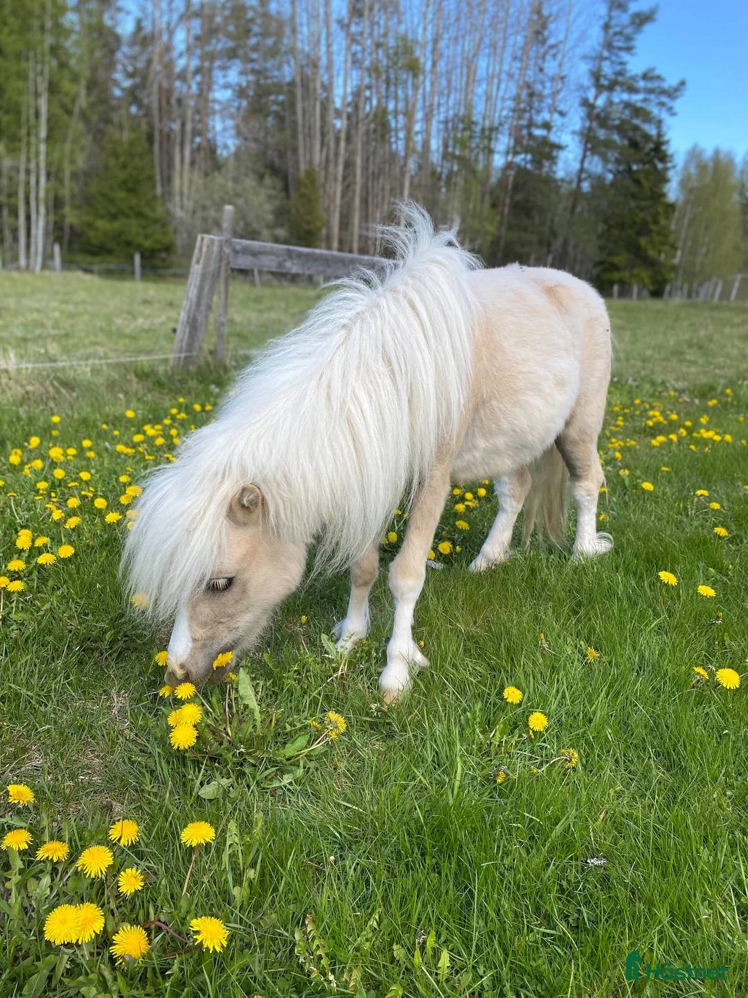 Körning hästar till salu: Två miniatyrhästar söker nytt hem tillsammans. i Almunge - Annons 2
