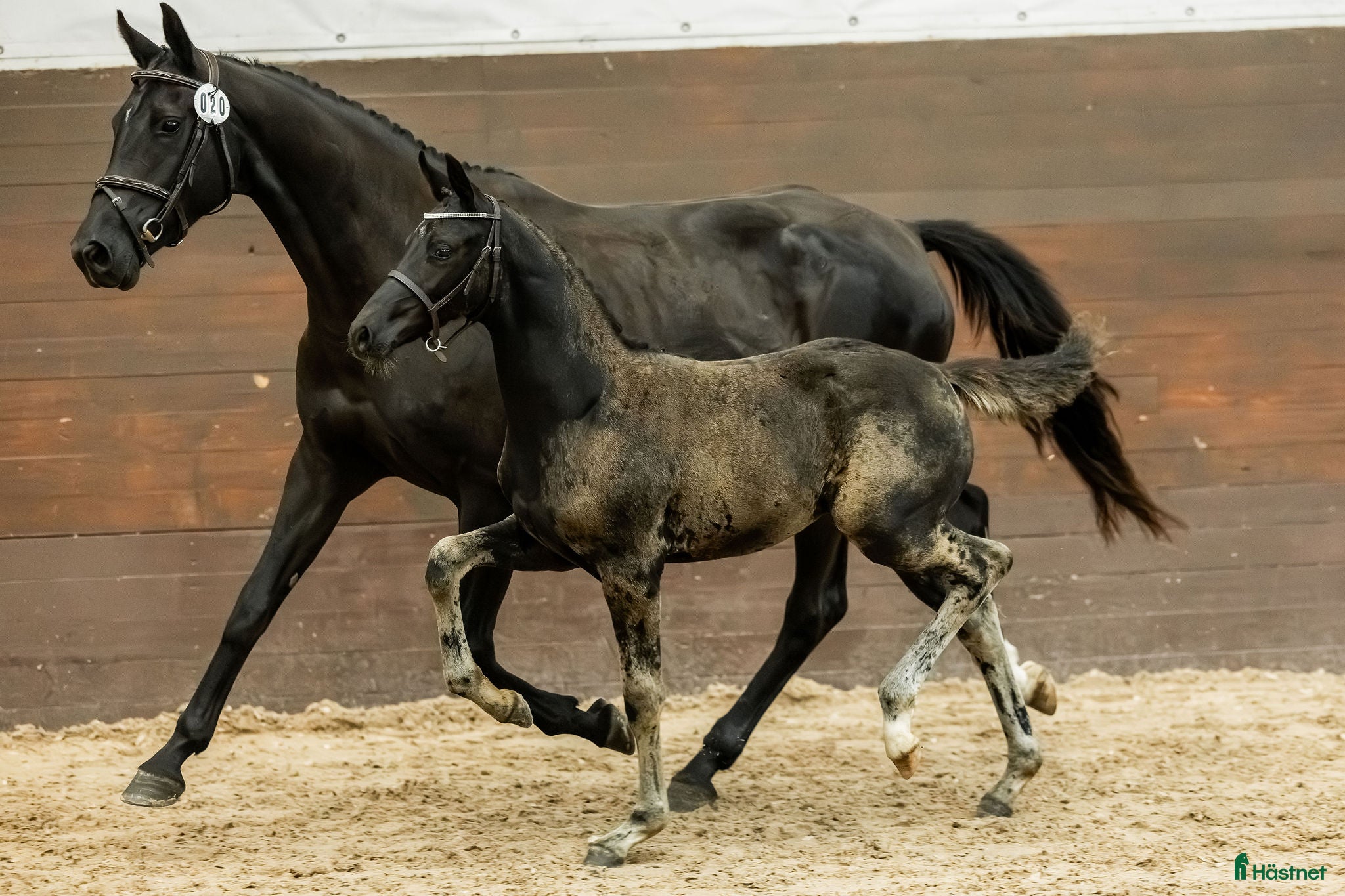  hästar Lovande 4 årigt sto - Svart och vacker! i Björkvik - Annons 15
