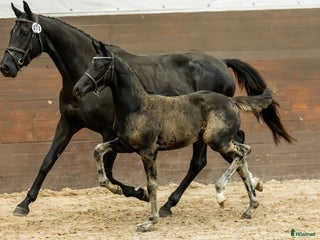 hästar Lovande 4 årigt sto - Svart och vacker! i Björkvik - Annons 18