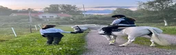 Övrigt hästar till salu: Snäll C-ponny - Annons 1