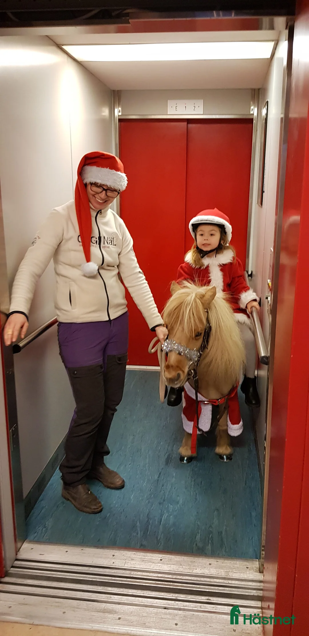 Allround hästar till salu: SE HIT! i Väse - Annons 4