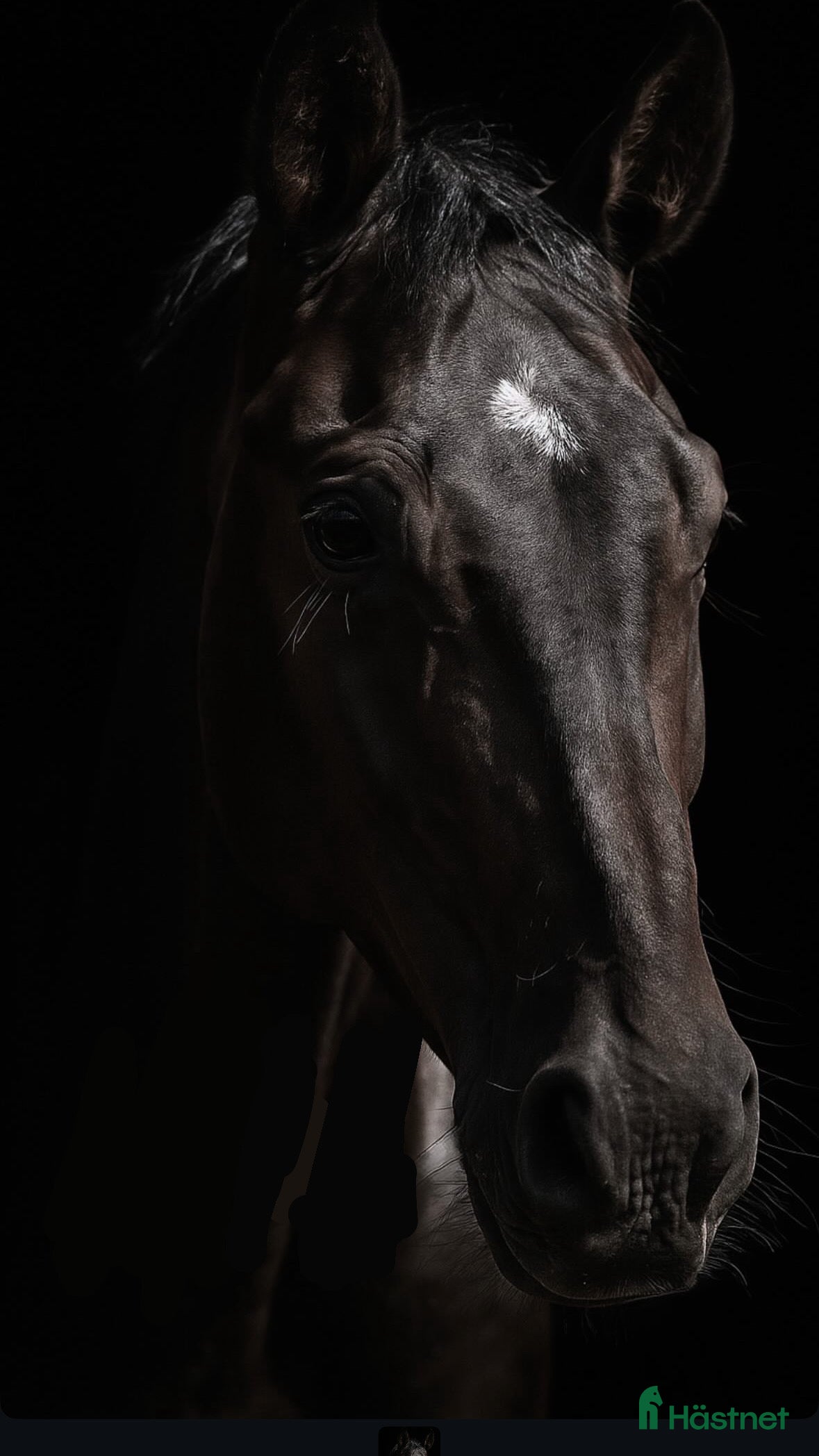  hästar Charmig unghäst med massa gång i Bålsta - Annons 19