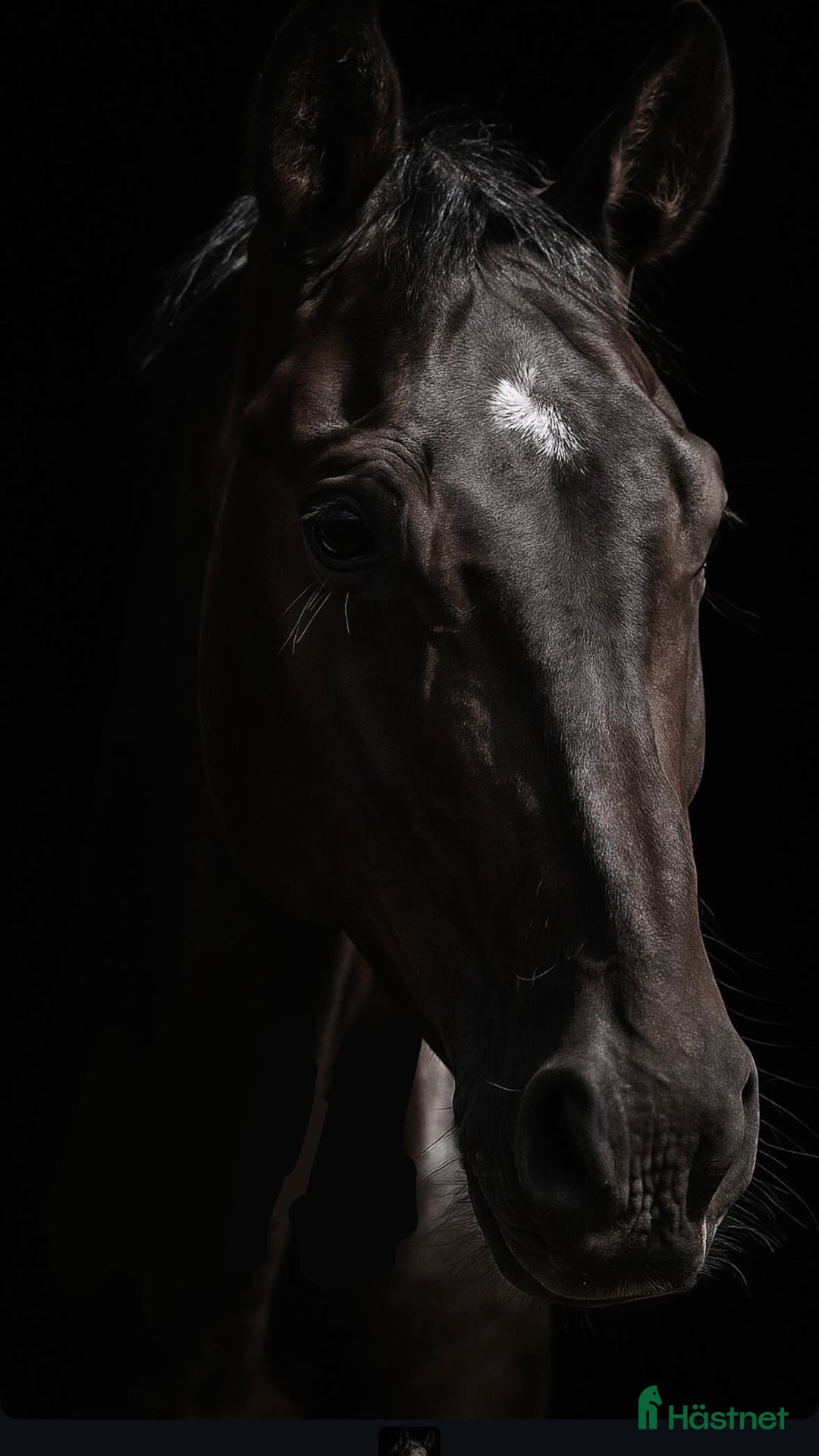 Dressyr hästar till salu: Charmig unghäst med massa gång i Bålsta - Annons 1