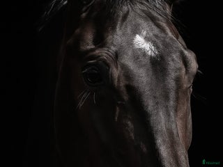 hästar Charmig unghäst med massa gång i Bålsta - Annons 11