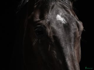 hästar Charmig unghäst med massa gång - Annons 3