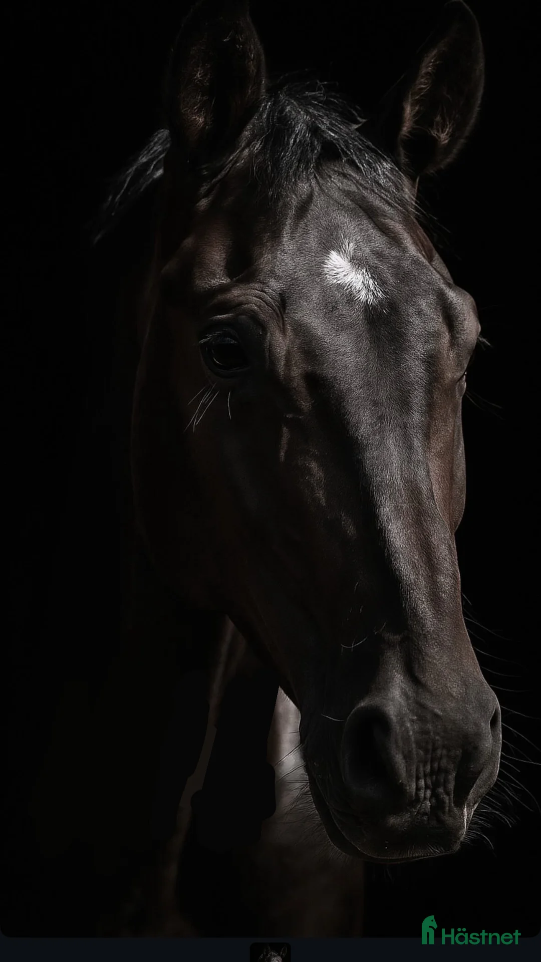 Dressyr hästar till salu: Charmig unghäst med massa gång - Annons 1