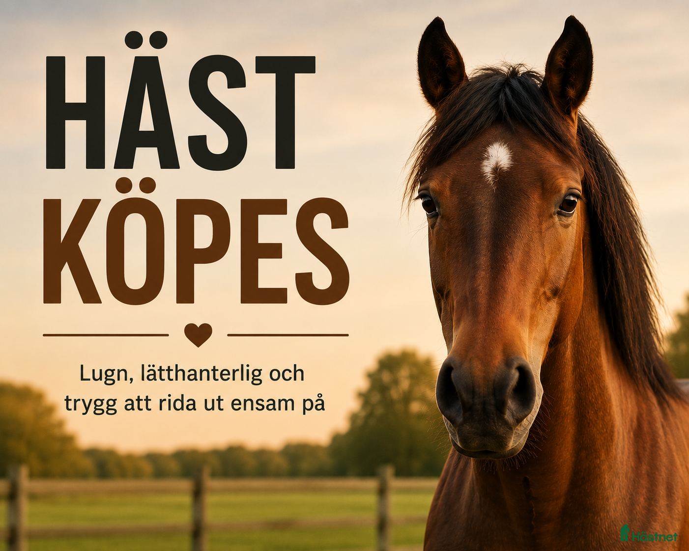  hästar Häst köpes. - Annons 14