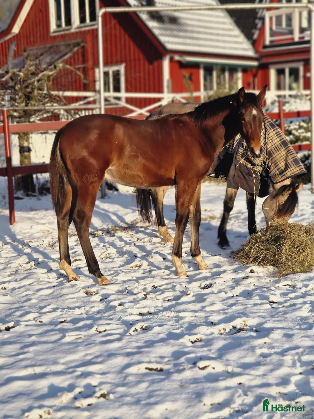 Allround hästar till salu: Vaquero  - Annons 19