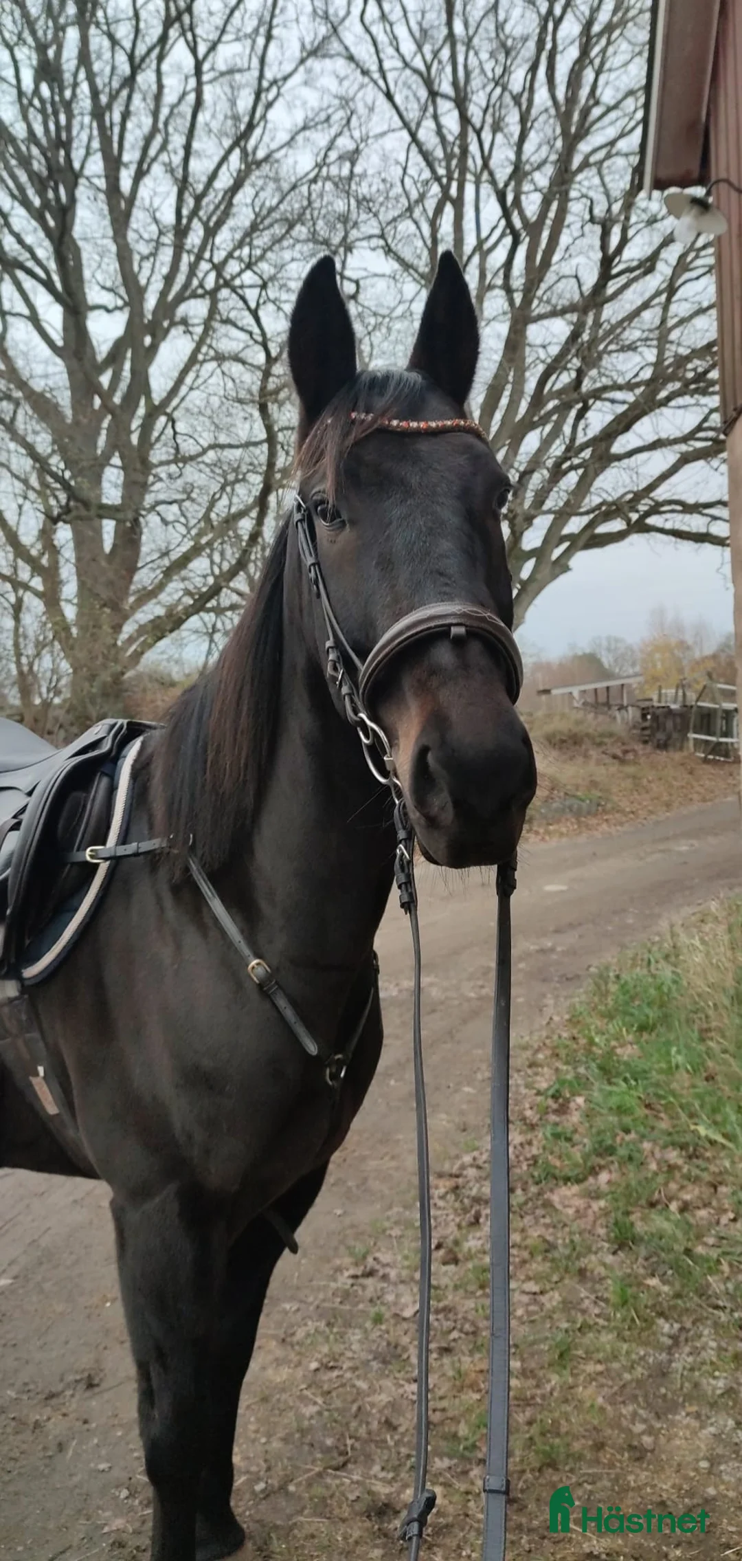 Allround hästar till salu: Mysig varmblodskille med stort hjärta. i Karlshamn - Annons 9