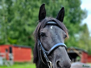 hästar Ung D-ponny med potential i Matfors - Annons 10