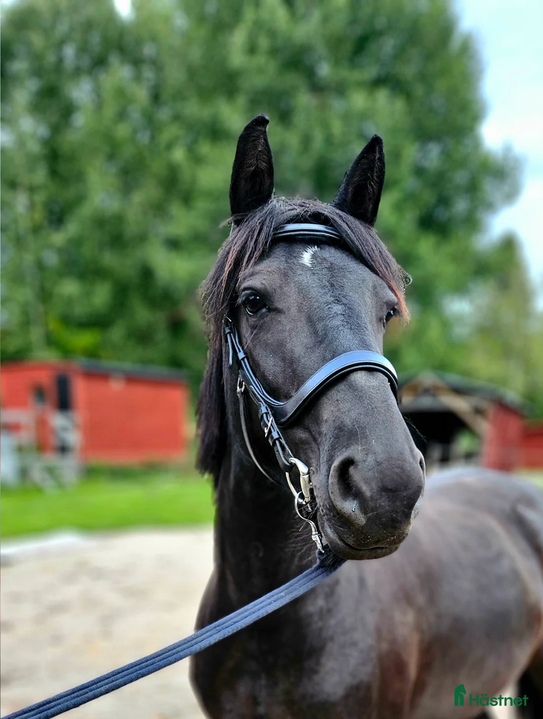 Allround hästar till salu: Ung D-ponny med potential i Matfors - Annons 1