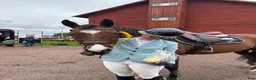 Allround hästar till salu: Fin häst som behöver sättas igång  - Annons 1