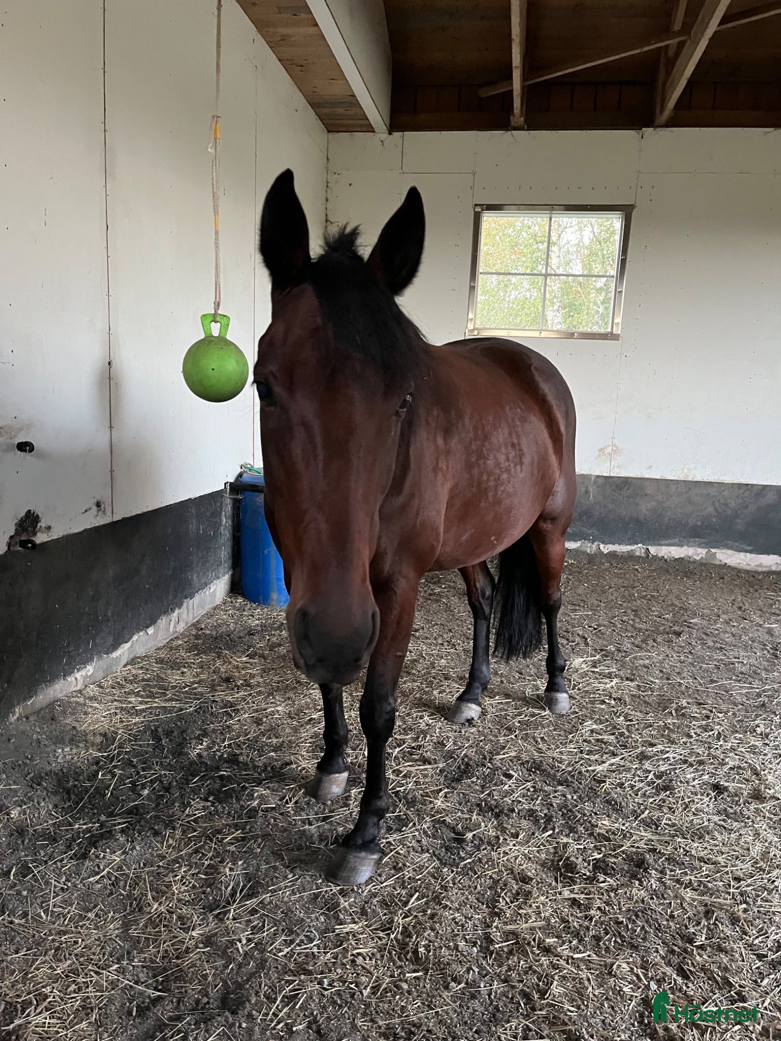  hästar Sällskaplig kille som vill aktiveras - Annons 4