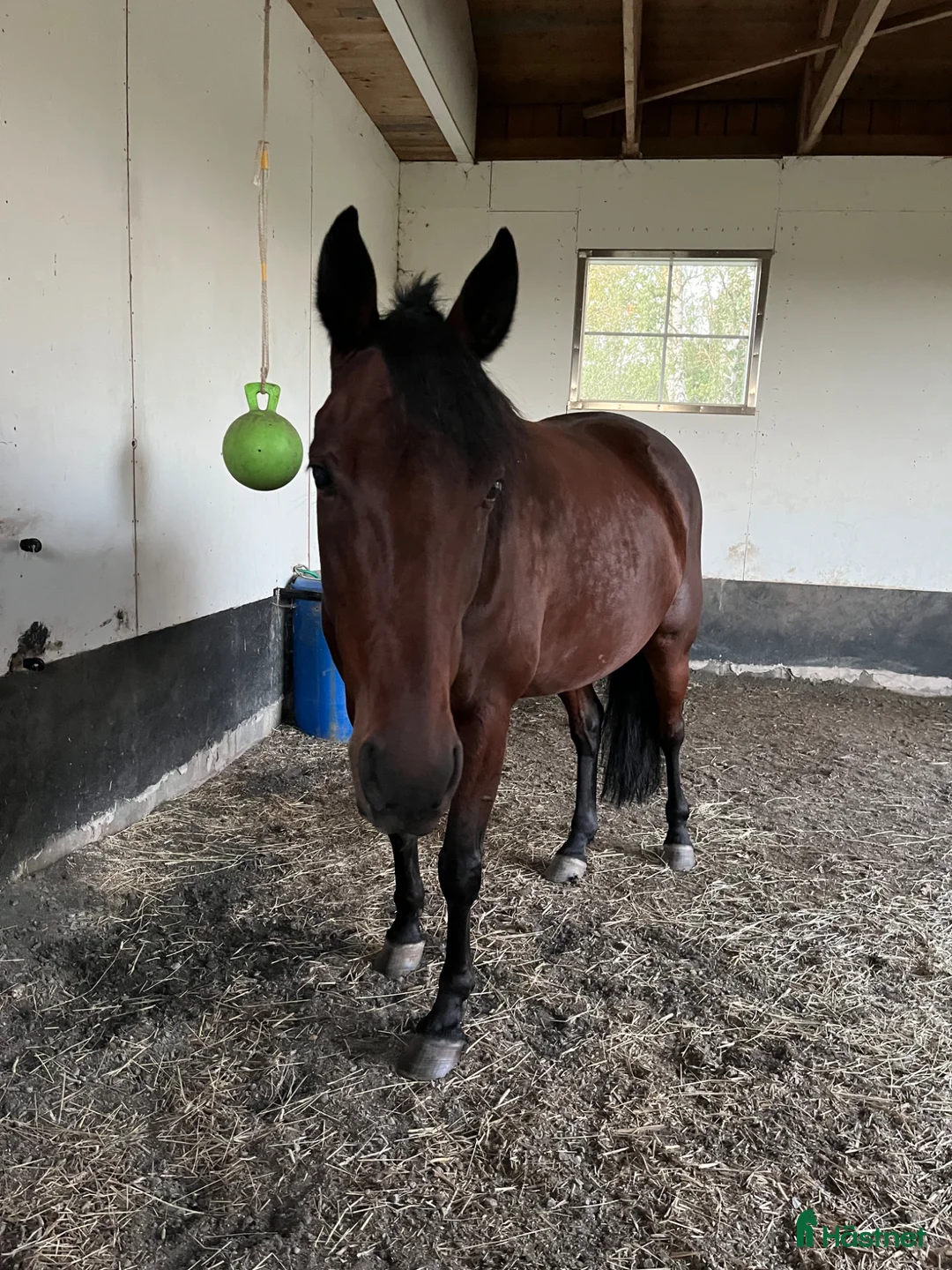 Allround hästar till salu: Sällskaplig kille som vill aktiveras - Annons 1