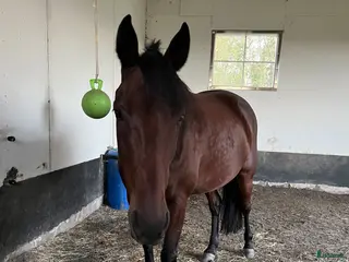 hästar Sällskaplig kille som vill aktiveras - Annons 4