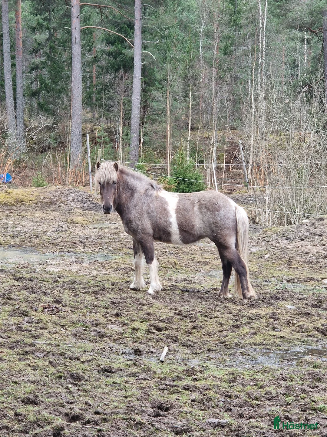 Island hästar till salu: Säljes/bytes - Annons 2