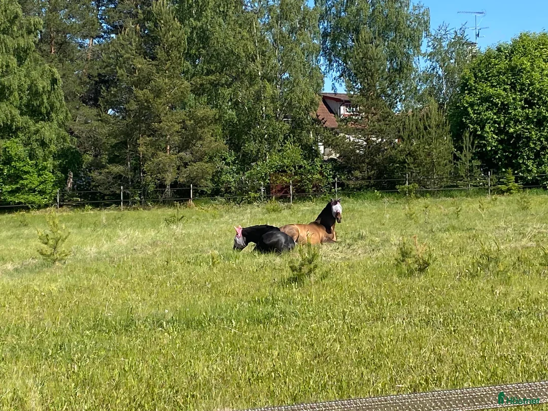  stallplats finnes: Lösdrift för dig som vill träna med dig häst - Annons 2