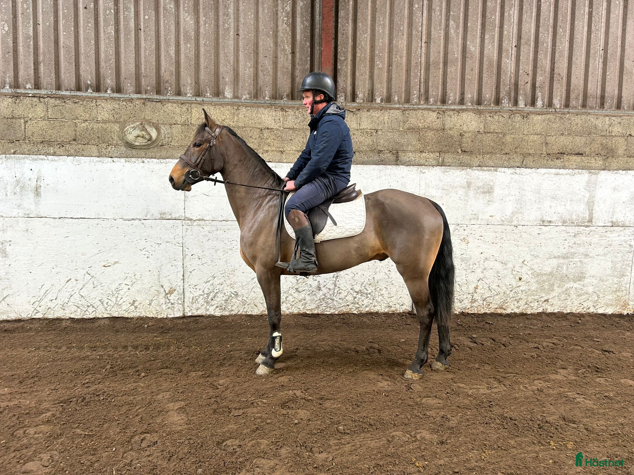  hästar Attyrory Horses - Annons 2