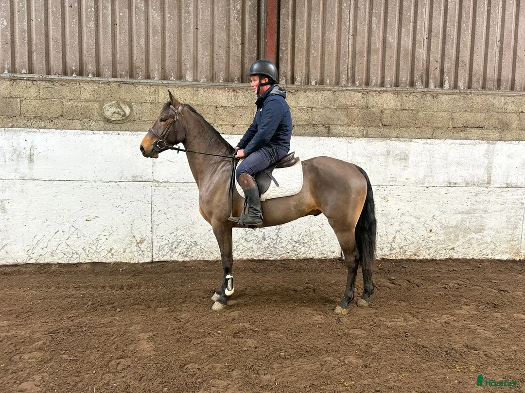 Hoppning hästar till salu: Attyrory Horses - Annons 2