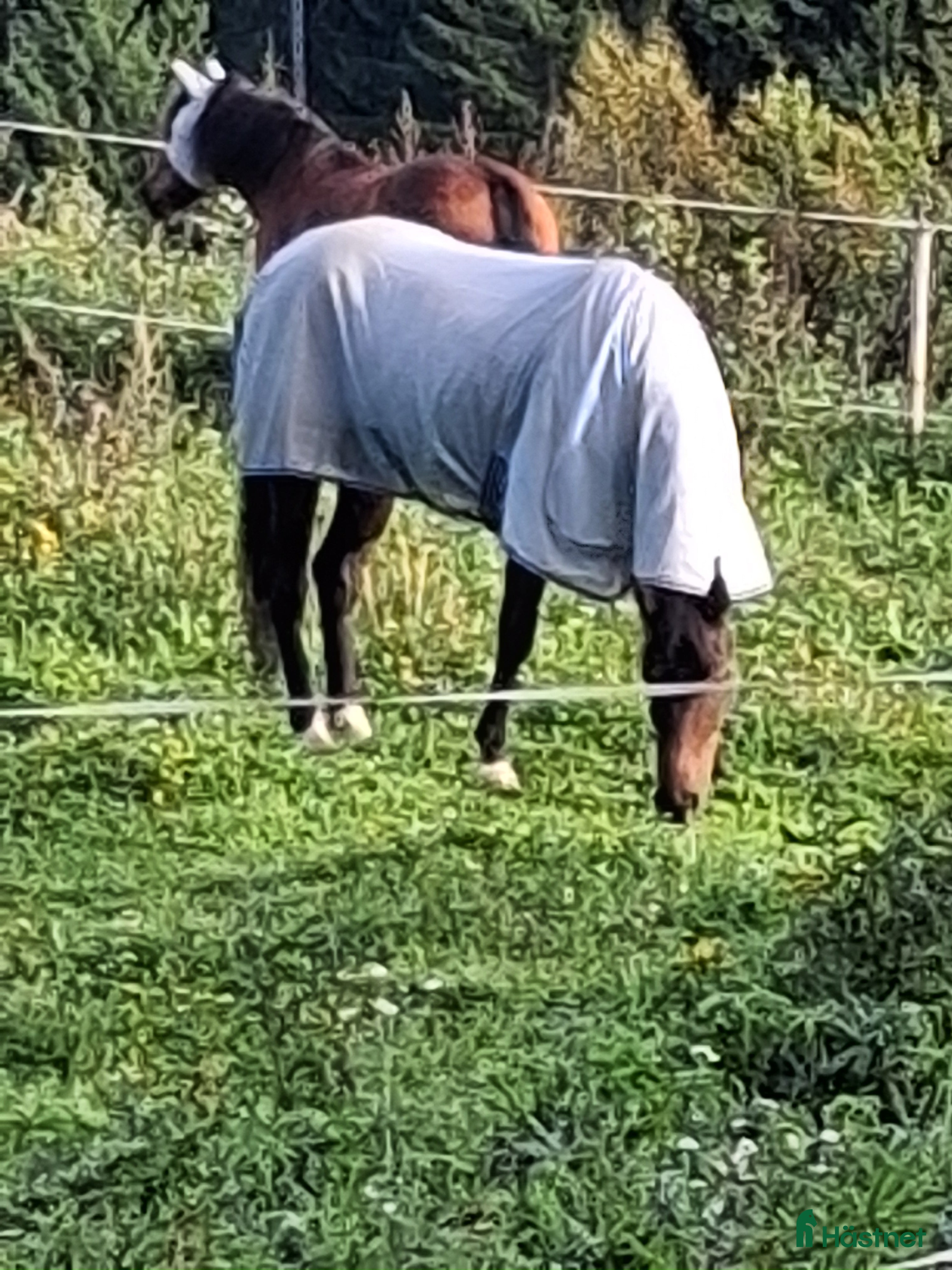  hästar Bästa vän! i Sundsvall - Annons 9