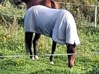 hästar Bästa vän! i Sundsvall - Annons 13