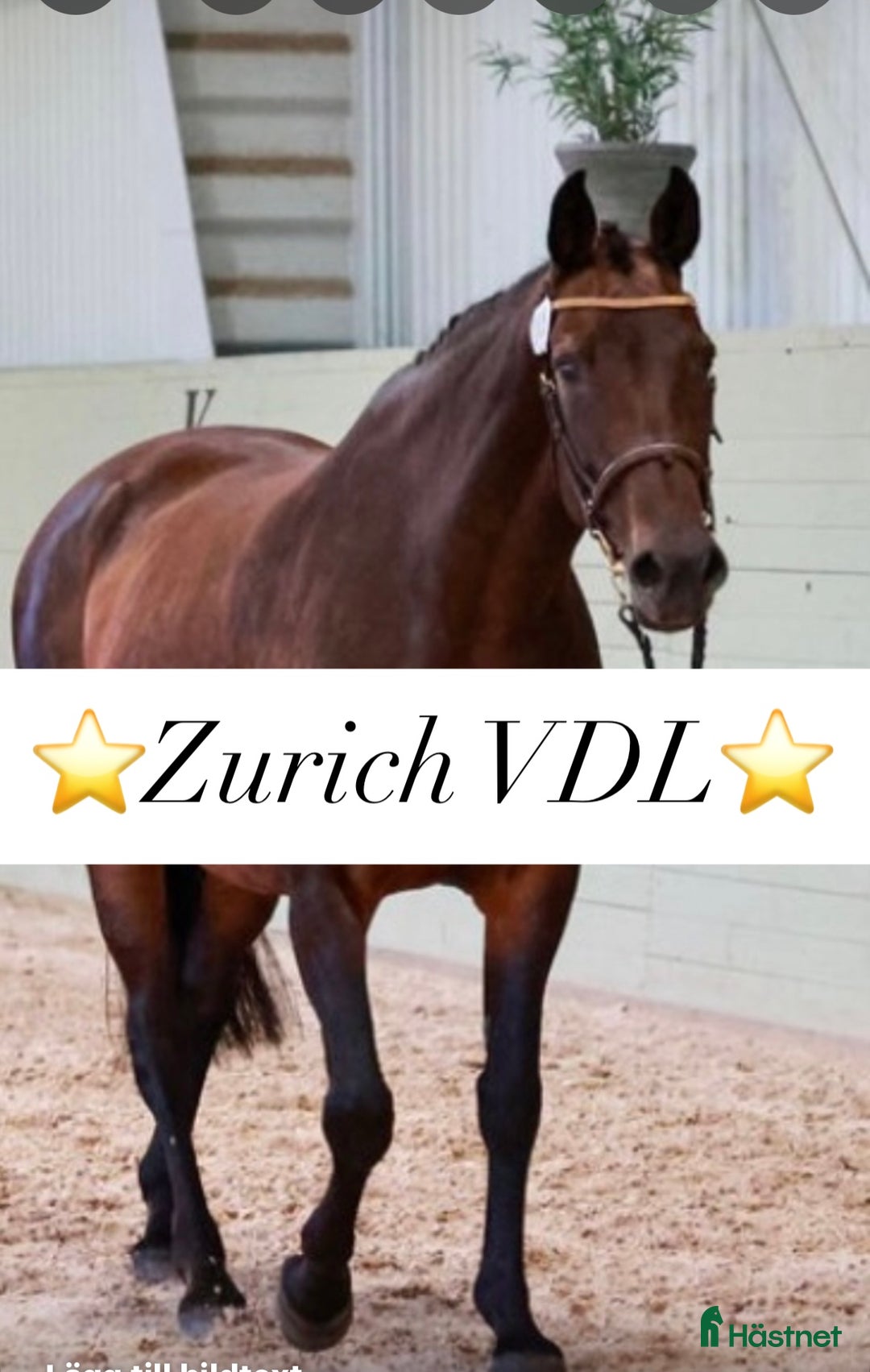 Allround hästar till salu: Lyxig hobbyhäst/Avelsto med toppstam i Lerdala - Annons 4